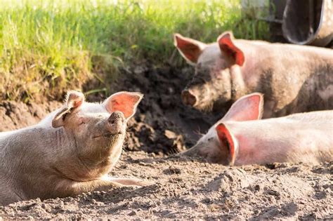 fake pig penis for pigs that are in heat